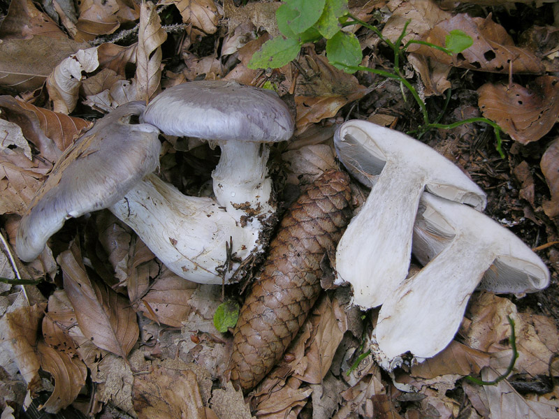 Cortinarius cumatilis.